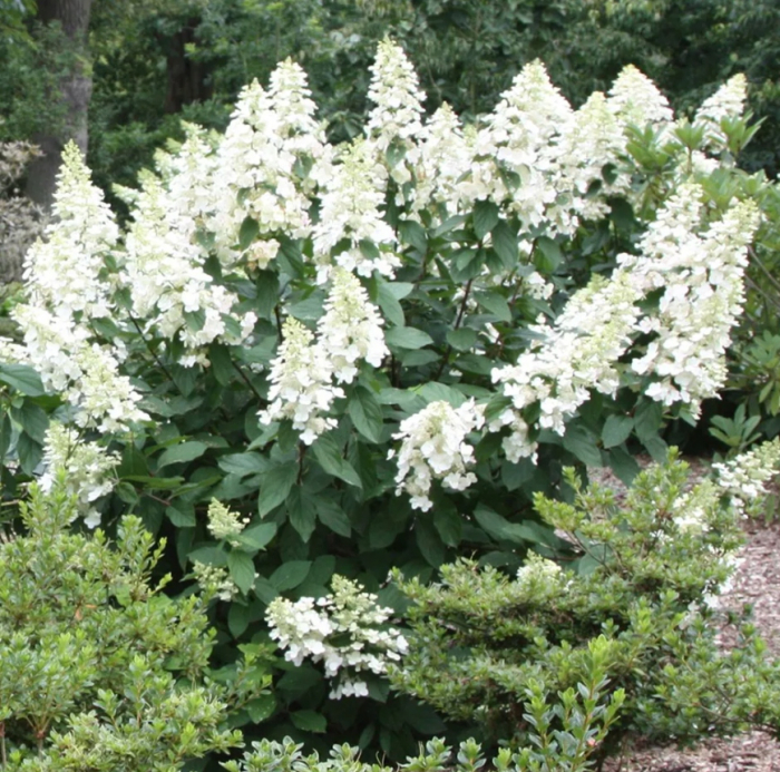 Hortensie alba White Lady [2]
