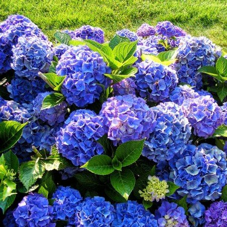 Hortensie albastra Bodensee [2]