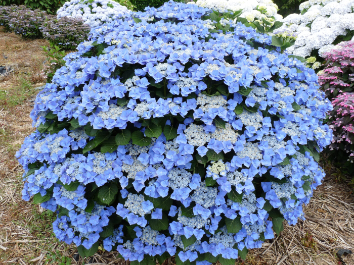Hortensie albastra (Hydrangea macrophylla Blaumeise) [1]