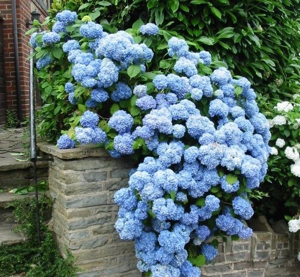 Hortensie albastra  Nikko Blue [2]