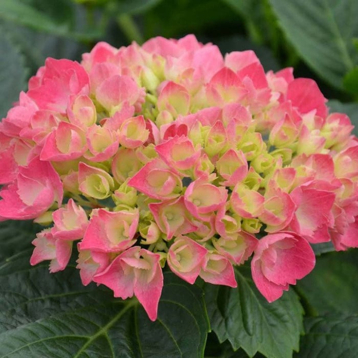 Hortensie bicolora rosu verzui Red Baron [2]