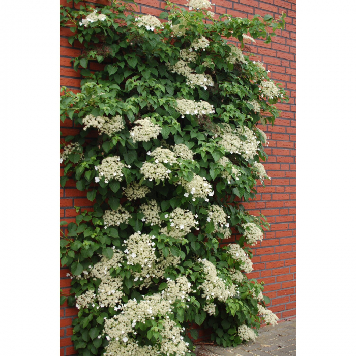 Hortensie cataratoare alba [2]