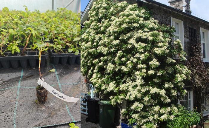 Hortensie cățărătoare albă - Hydrangea anomala petiolaris [1]