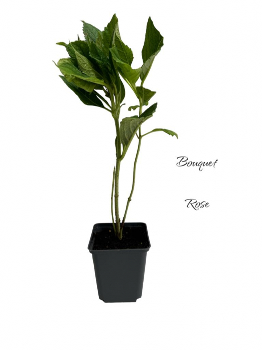 Hortensie cu doua culori , bicolora ( Bouquet Rose ) [1]