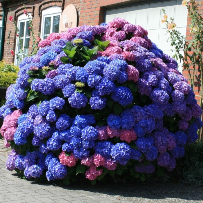 Hortensie cu doua culori , bicolora ( Bouquet Rose ) [2]