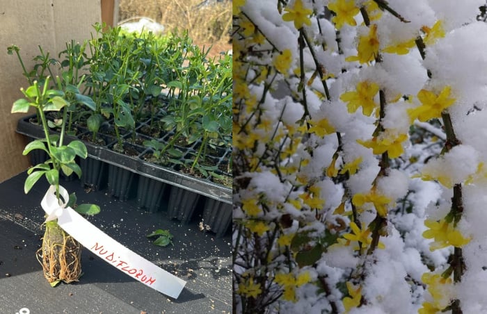 Iasomie de iarnă 5-10 cm - Jasminum nudiflorum [1]