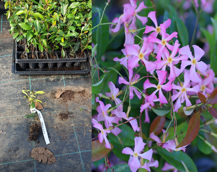 Iasomie Stelata roz vesnic verde - Pink Trachelospermum Pink Showers [1]