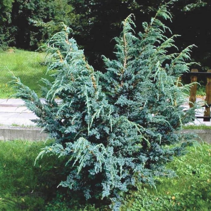 Ienupar chinezesc Blue Alps  5cm , Juniperus chinensis [2]