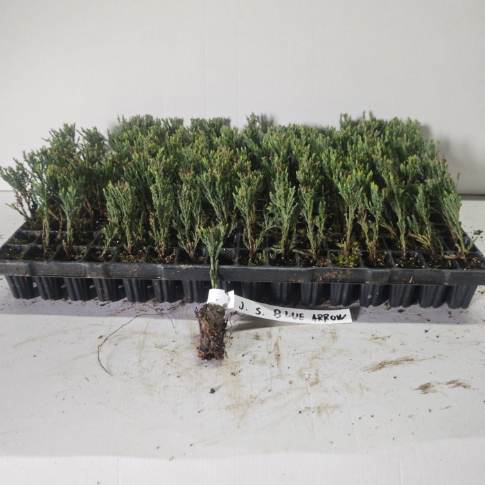 Ienupar columnar albastru de munte Blue Arrow 5 cm , albastru verzui [2]