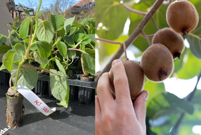 Kiwi autofertil Solo 5-10 cm - Actinidia deliciosa [1]