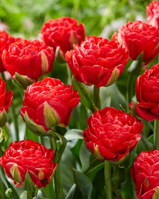 Lalea rosie palita Pamplona [2]