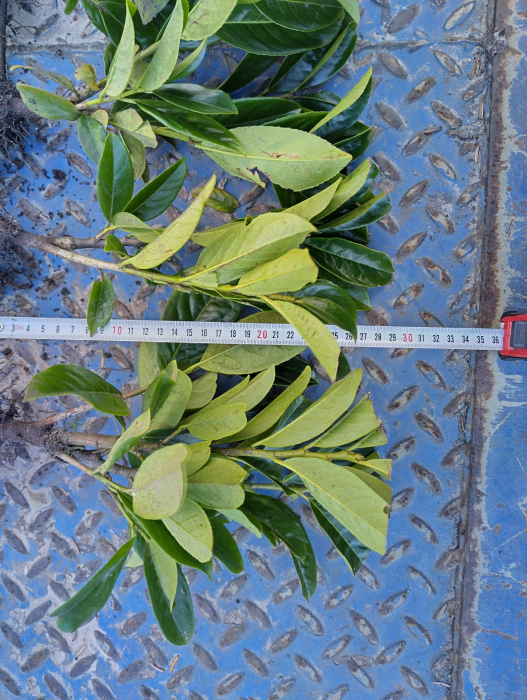 Laur englezesc 20-40 cm , gard viu Prunus Novita vesnic verde , radacina libera [2]