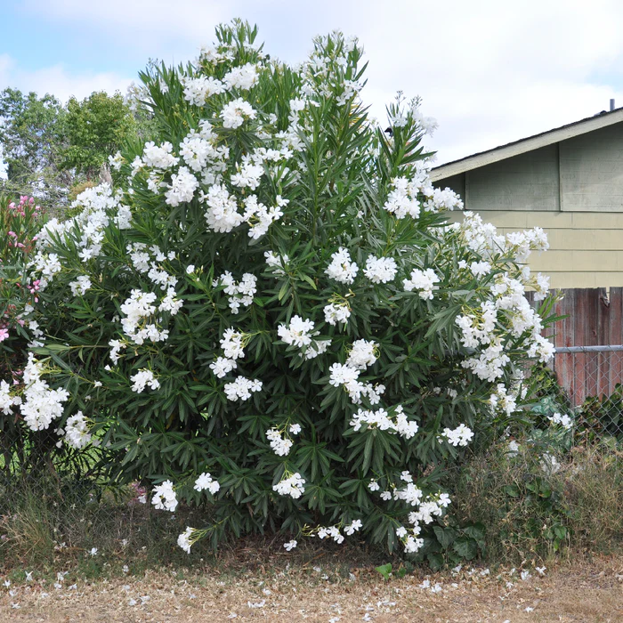 Leandru alb Album Plenum , ghiveci [1]