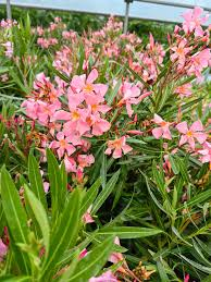 Leandru roz deschis Soleil Levant , rezistent la ger, ghiveci [1]