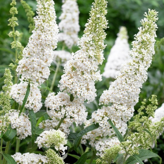 Liliac de vara alb (Buddleja dav. White Profusion) [2]