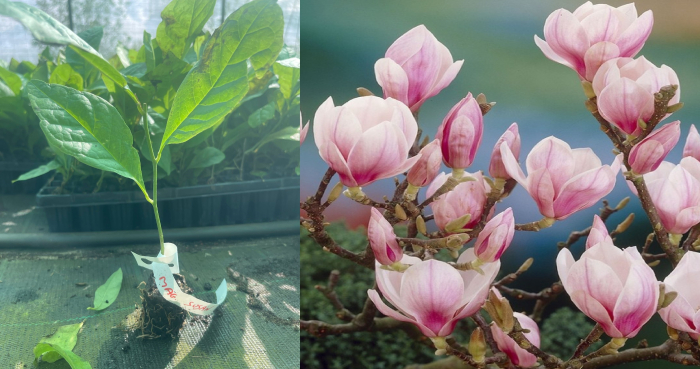 Magnolia soulangeana – magnolie lalea roz [1]