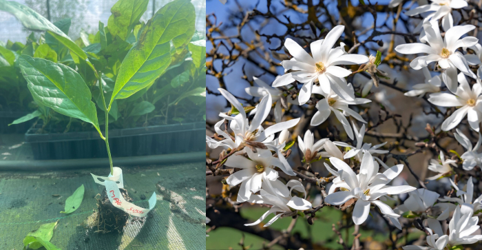 Magnolia stellata alba (Magnolia stelată - stea ) 5-10 cm [1]
