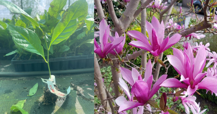 Magnolie 'Susan' roz intens 5-10 cm - Magnolia × liliflora [1]