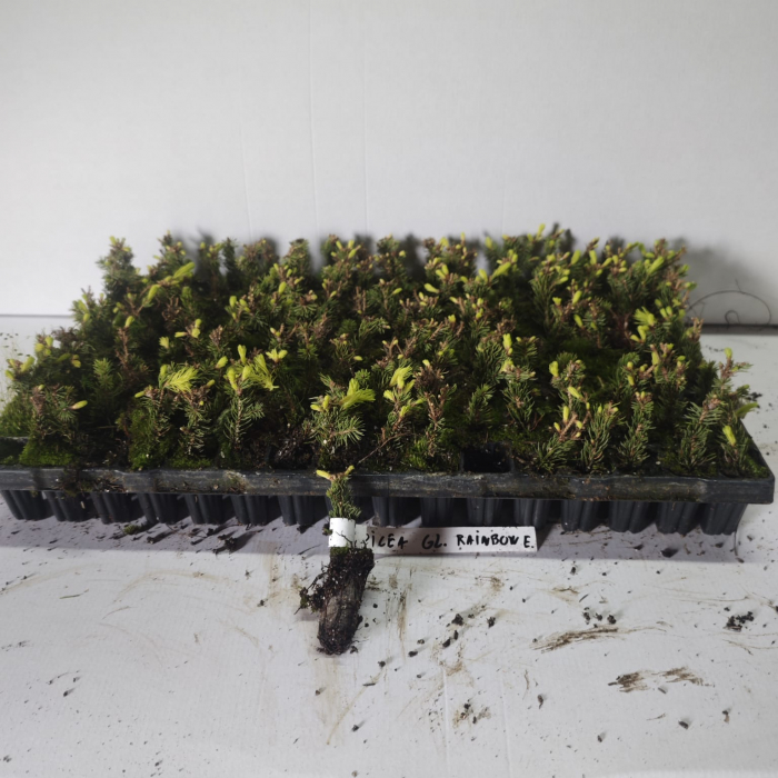 Molid Conic  galben- Picea glauca Rainbow's End 5 cm [2]