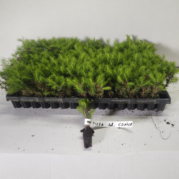 Molid conic ( Picea glauca Conica ) 5-10 cm [3]