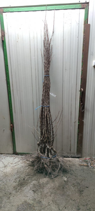 Mosmon ( Mespilus germanica ) , 140 - 160 cm , radacina libera [2]