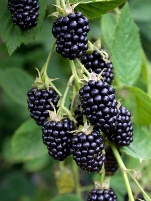 Mur fara spini ” Rubus Black Satin” 5-10 cm , cu fructe mari [1]