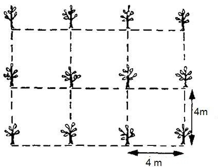 Nuc Pecan (Carya illinoensis) , 150-180 cm , 3 ani , radacina libera [7]