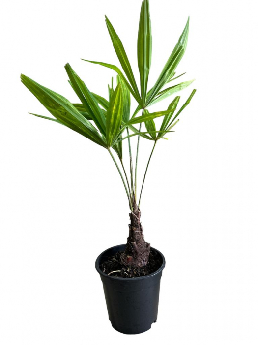 Palmier rezistent la ger Palmier morișcă 40 - 50 cm ( Trachycarpus fortunei ) [2]