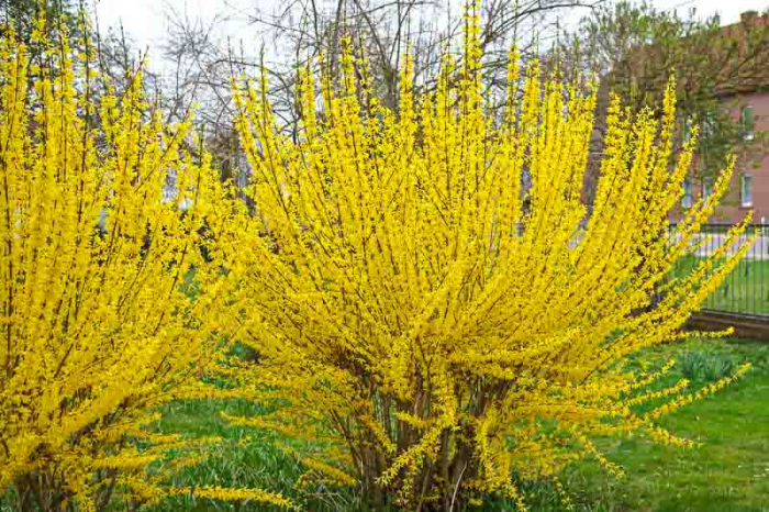 Ploaia de aur Forsitia (Forsythia int. Lynwood) [2]