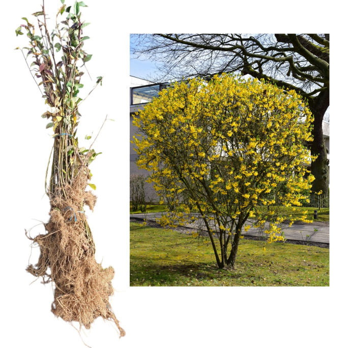 Ploaia de aur - Forsythia intermedia 50-80cm , radacina libera [1]