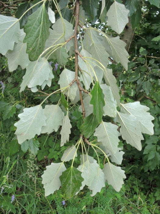 Plop cenusiu (Populus canescens) 50-80cm,radacina libera [1]