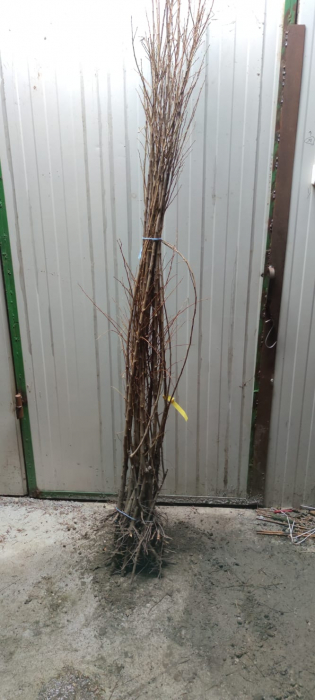 Prun japonez galben TC Sun 120-150 cm , radacina libera [2]