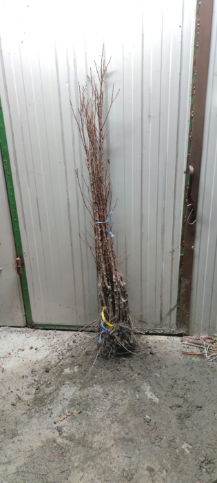 Prun japonez rosu in forma de inima Red Lure 120-150 cm , radacina libera [2]