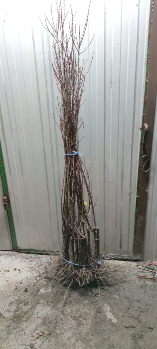 Prun japonez  Sonic Lady 120-150 cm , radacina libera [2]