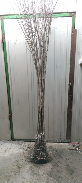 Prun Renglot / Renclod verde , 140 - 160 cm , radacina libera [2]