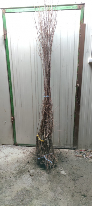 Prun rosu Jamaica 120-150 cm , radacina libera [2]