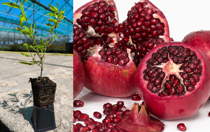 Rodiu Wonderful - Rodie Punica granatum 20-40 cm [1]
