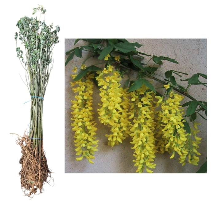 Salcam galben - Laburnum Anagyroides 40-60 cm, radacina libera [1]