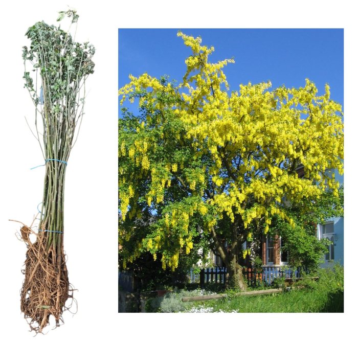 Salcam galben - Laburnum Anagyroides 60-80 cm, radacina libera [2]