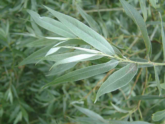 Salcie alba (Salix alba) 50-80cm,radacina libera [1]