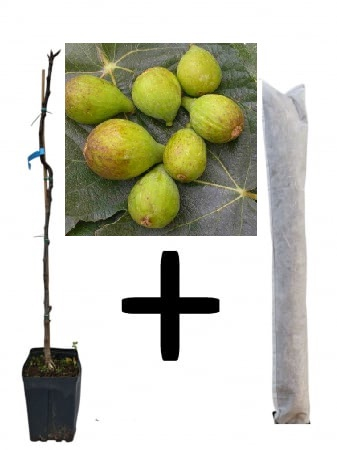 Smochin Melanzana Bianca 100-120cm + cadou protectie iarna, verde pe rod [1]