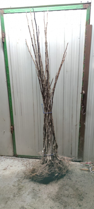 Smochin Royal Black  140 - 160 cm , pe rod , rezistent la ger , radacina libera [2]