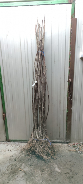 Smochin Royal White ,140 - 160 cm , pe rod , rezistent la ger , radacina libera [2]