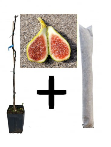 Smochin Verdino 100-120cm + cadou protectie iarna, verde pe rod [1]