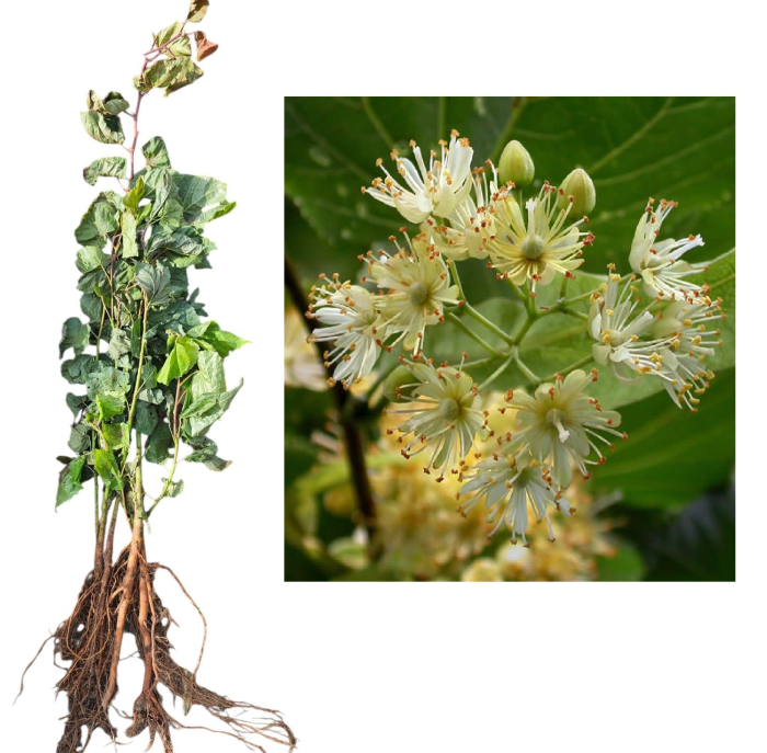 Tei cu frunza mica pucios - Tilia cordata 40-60 cm , radacina libera [1]