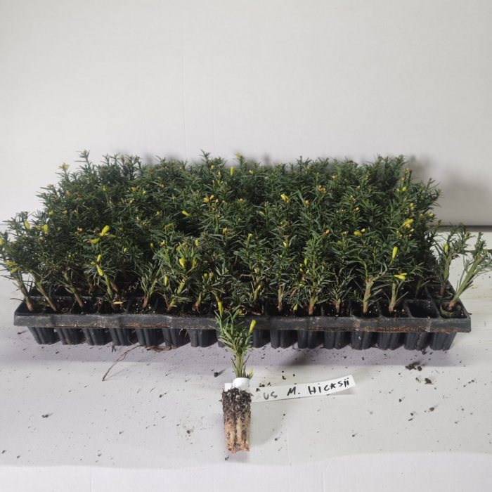 Tisa (Taxus media Hicksii) 5 cm , gard viu [2]