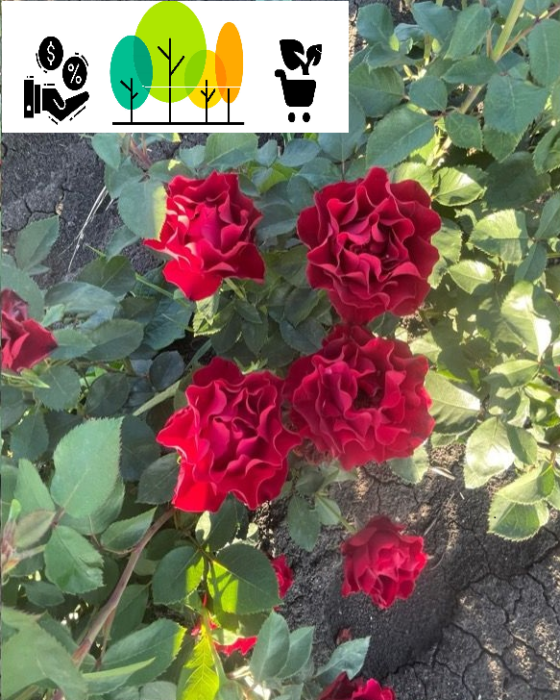 Trandafir Barbara teahibrid,rosu inchis , radacina libera (4) [1]