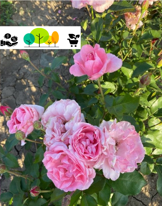 Trandafir England (tip englezesc), roz-pal , radacina libera (24) [1]