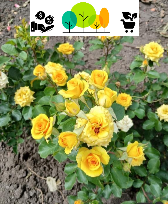 Trandafir Galben Pitic ,radacina libera (59) [1]