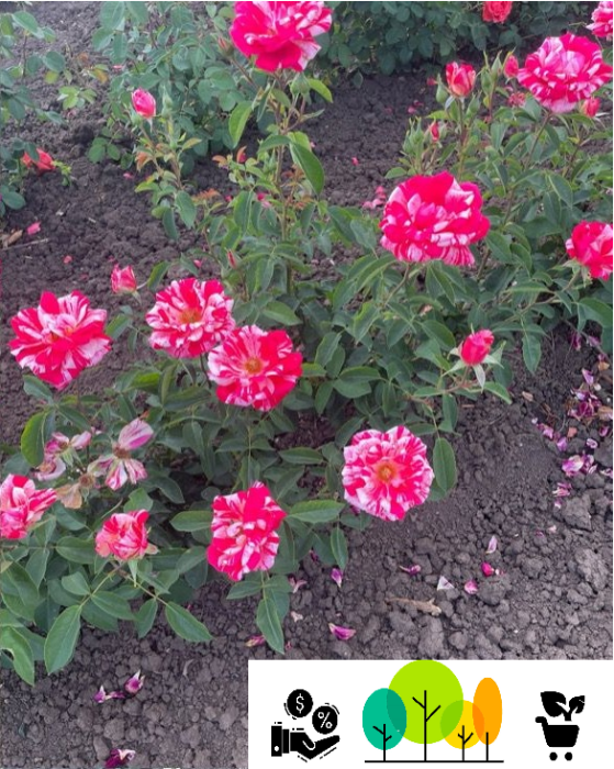 Trandafir „Julio” teahibrid , bicolor alb- crem-roz , radacina libera (5) [1]